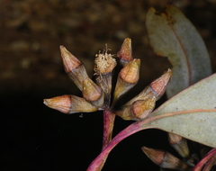 Eucalyptus albens