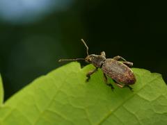 Brachyderes incanus