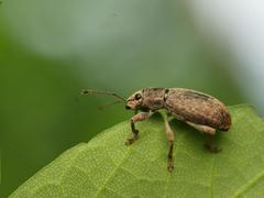 Brachyderes incanus