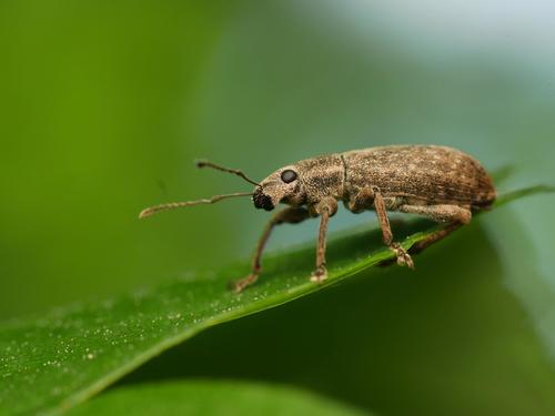 Pušinis trumpastraublis nuotrauka