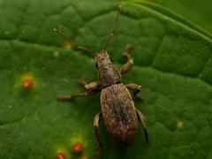 Brachyderes incanus