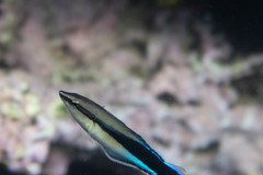 Aspidontus taeniatus