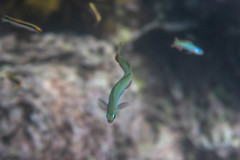 Ptereleotris monoptera