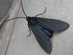 Balataea funeralis