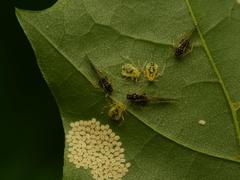 Periphyllus lyropictus