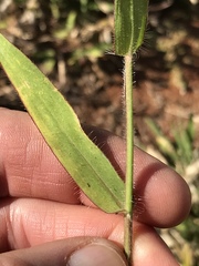 Urochloa mosambicensis