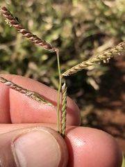 Urochloa mosambicensis