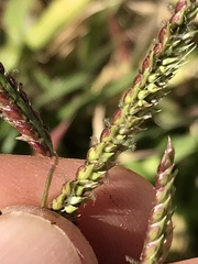 Urochloa mosambicensis