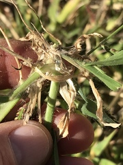 Urochloa mosambicensis