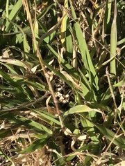 Urochloa mosambicensis