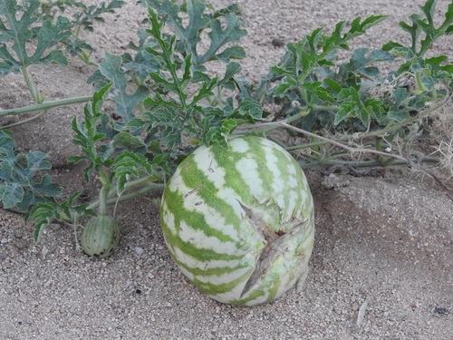 Another photo of Watermelon