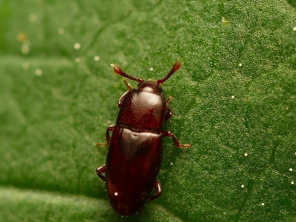 Cerylon fagi