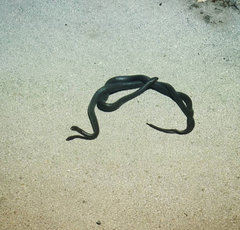 Hierophis viridiflavus carbonarius