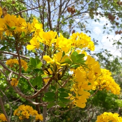 Senna racemosa