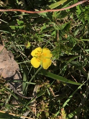 Potentilla erecta