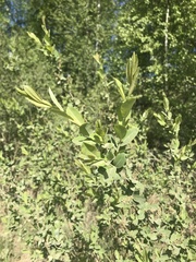 Salix kochiana