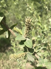 Salix kochiana