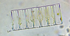 Fragilaria