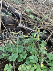 Oxalis pes-caprae sericea