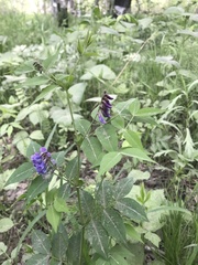 Vicia venosa baicalensis