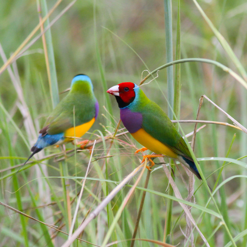 Gouldian Finch (Chloebia gouldiae), photo 2