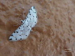 Pycnarmon meritalis