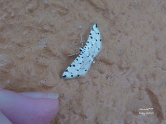 Pycnarmon meritalis