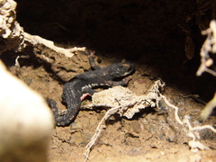 Salamandrina perspicillata