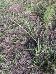 Eragrostis plana