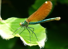 Calopteryx virgo