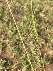 Eragrostis plana