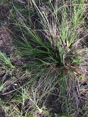 Eragrostis plana