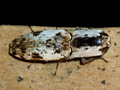 Agrypninae