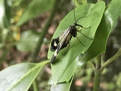 Panorpa japonica