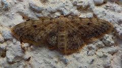 Scopula luridata