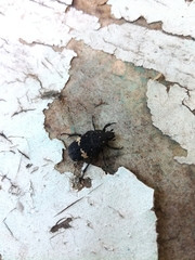 Glycyphana fulvistemma