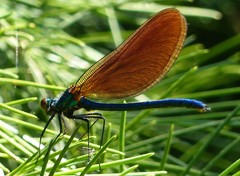 Calopteryx virgo