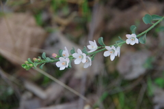 Philotheca verrucosa