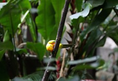 Aratinga solstitialis