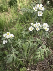 Anemonastrum crinitum