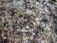 Thymus pseudolanuginosus