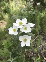 Anemonastrum crinitum