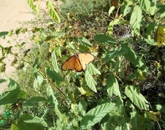 Danaus chrysippus dorippus