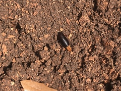 Parcoblatta bolliana