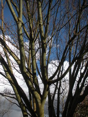 Acer davidii