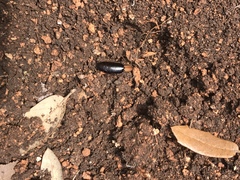 Parcoblatta bolliana