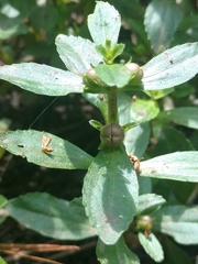 Gratiola virginiana