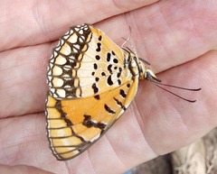 Byblia