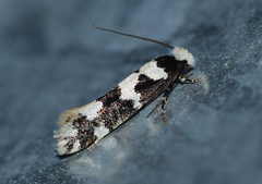 Neurothaumasia ankerella