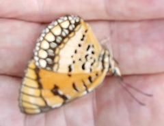 Byblia